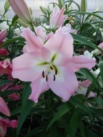 [4182 Prescott VH No102.JPG]